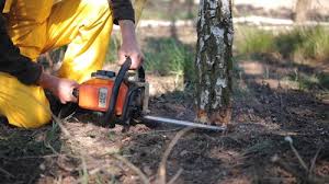 Best Commercial Tree Services  in Columbia, CA