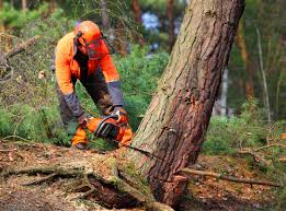Best Tree Maintenance Programs  in Columbia, CA