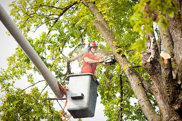 Columbia, CA Tree Care Company