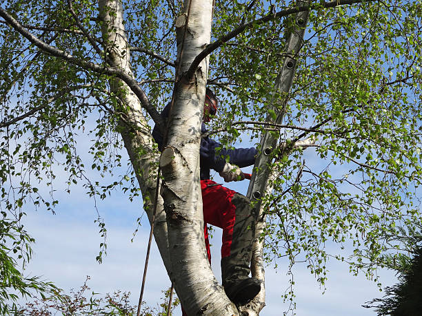 Best Tree and Shrub Care  in Columbia, CA