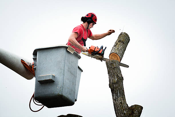 Best Leaf Removal  in Columbia, CA