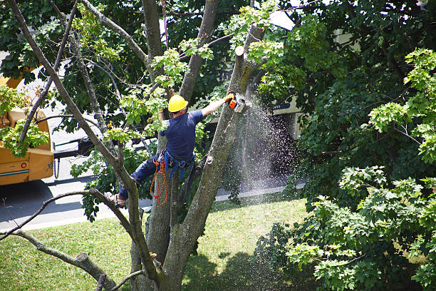 Leaf Removal in Columbia, CA